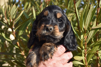 Du Domaine Des Rêves Bleus - Cocker Spaniel Anglais - Portée née le 16/12/2024