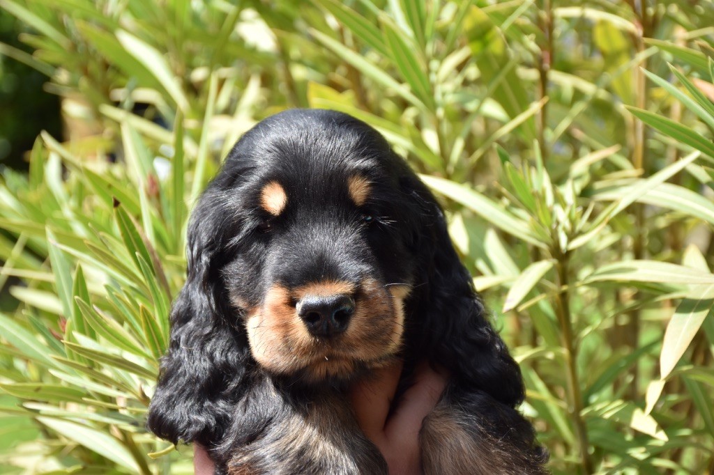 Aslan Du Domaine Des Rêves Bleus