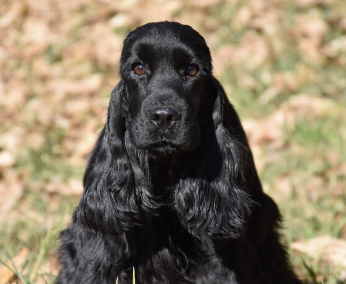 gerini's truelife Kendrick lamar