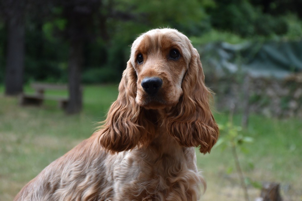 Vedette d'amour Du Domaine Des Rêves Bleus