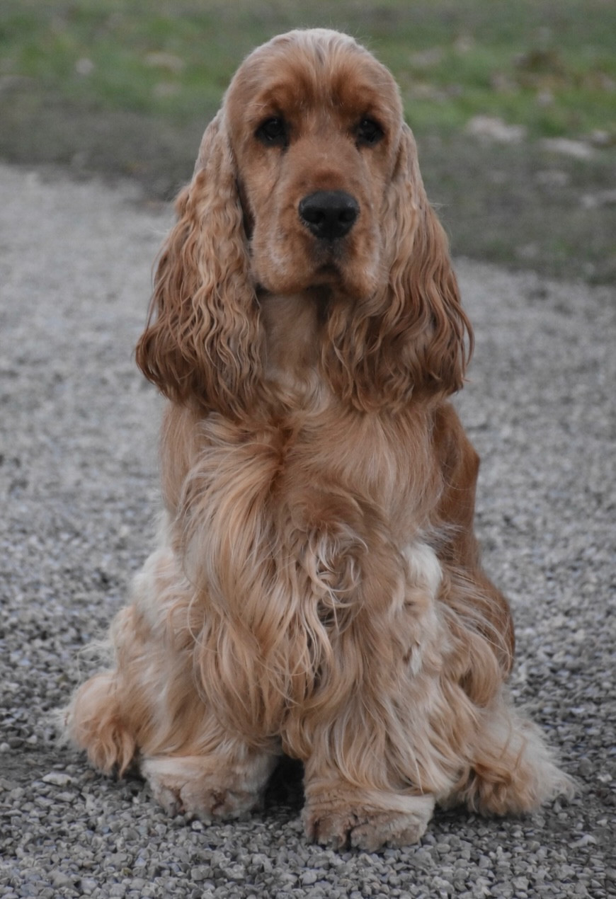 CH. mamonova's Star de rêve