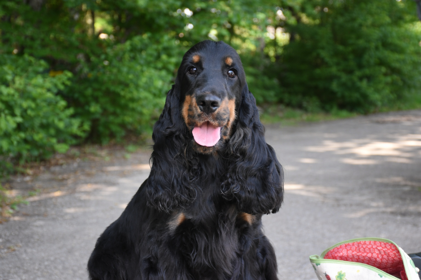 Violette tradition Du Domaine Des Rêves Bleus