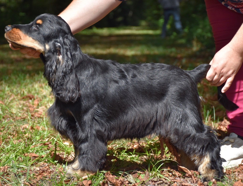 Aslan Du Domaine Des Rêves Bleus