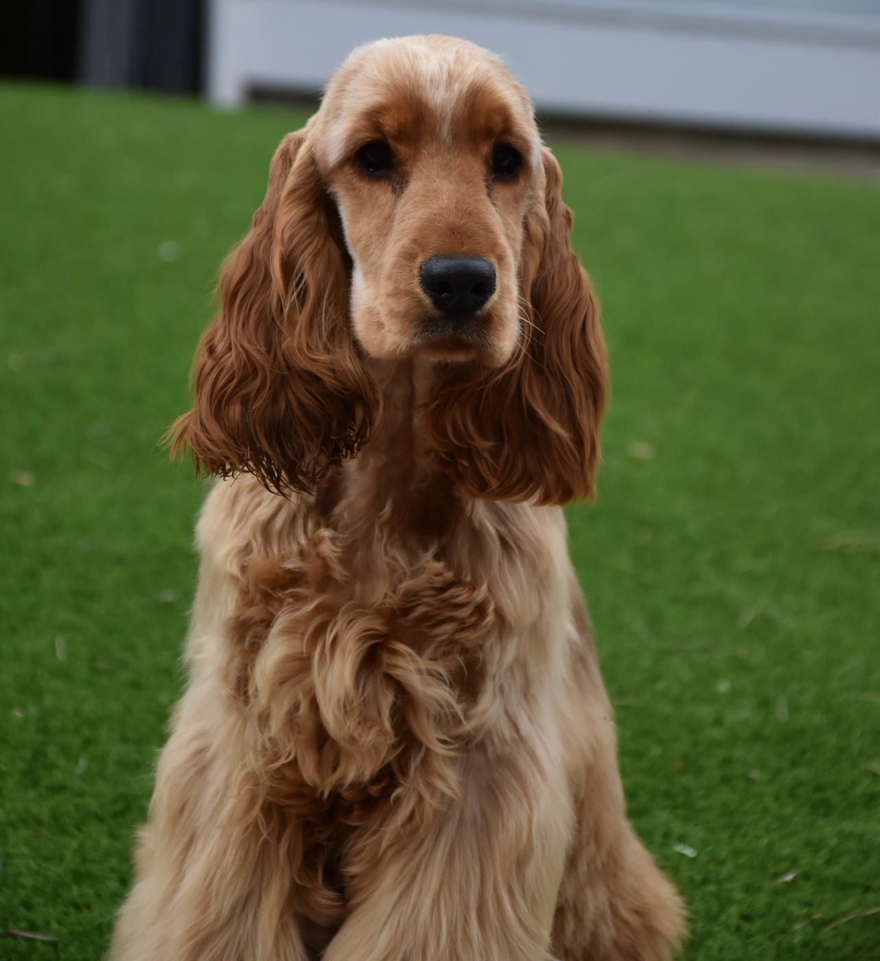 Ayrton d amour Du Domaine Des Rêves Bleus