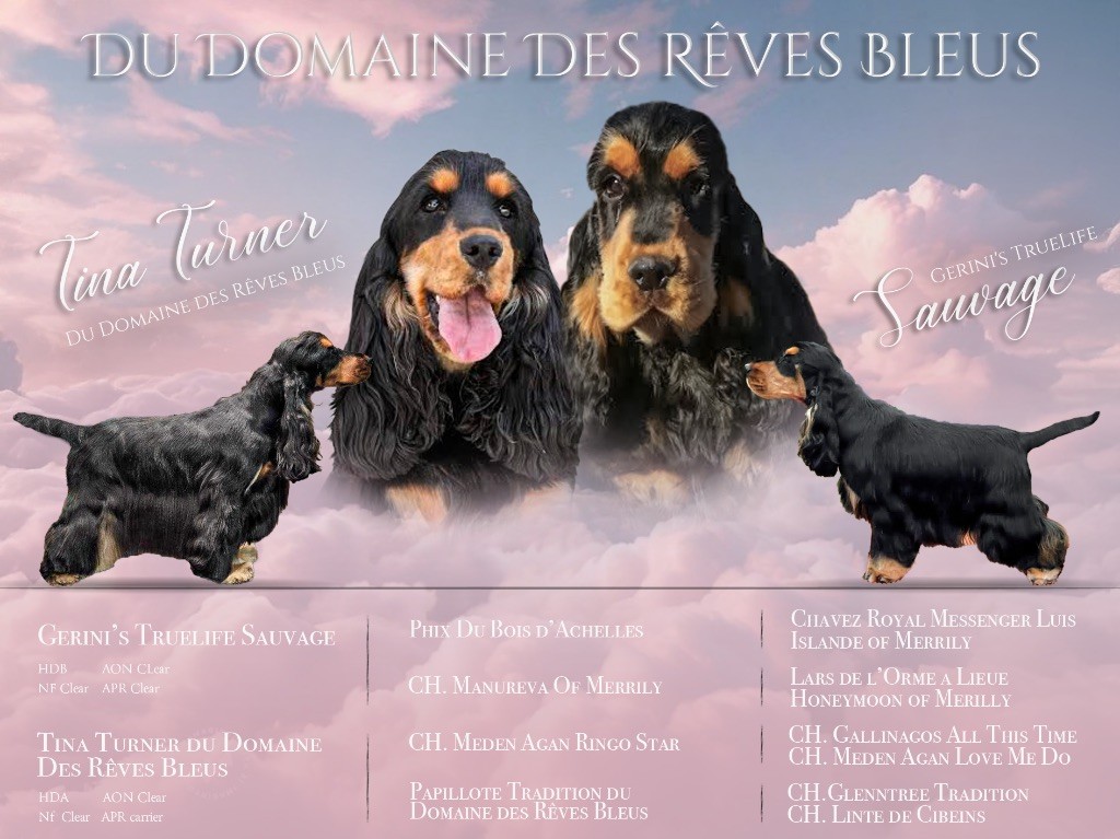 Du Domaine Des Rêves Bleus - Cocker Spaniel Anglais - Portée née le 28/09/2025