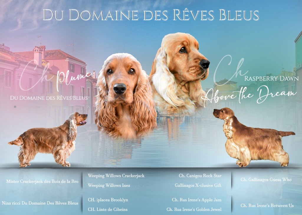 Chiot Cocker Spaniel Anglais Du Domaine Des Rêves Bleus