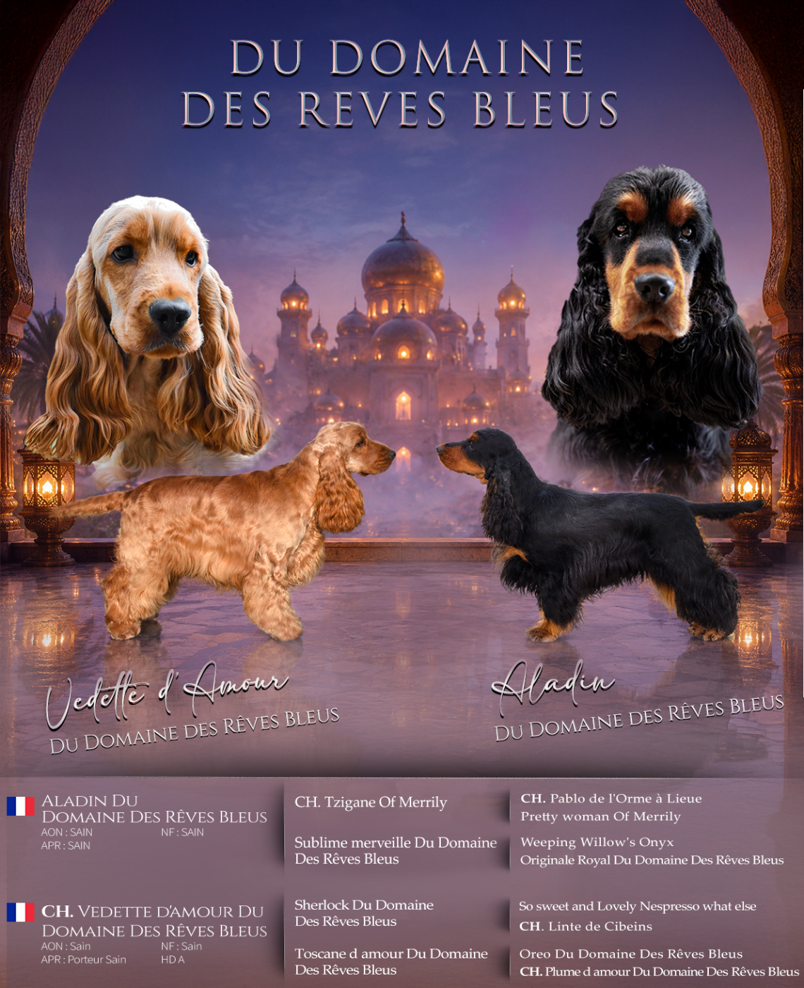 Du Domaine Des Rêves Bleus - Cocker Spaniel Anglais - Portée née le 09/07/2026