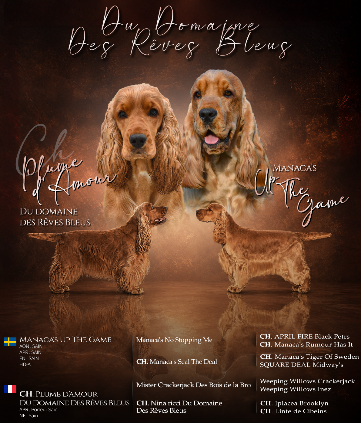 Du Domaine Des Rêves Bleus - Cocker Spaniel Anglais - Portée née le 06/07/2026
