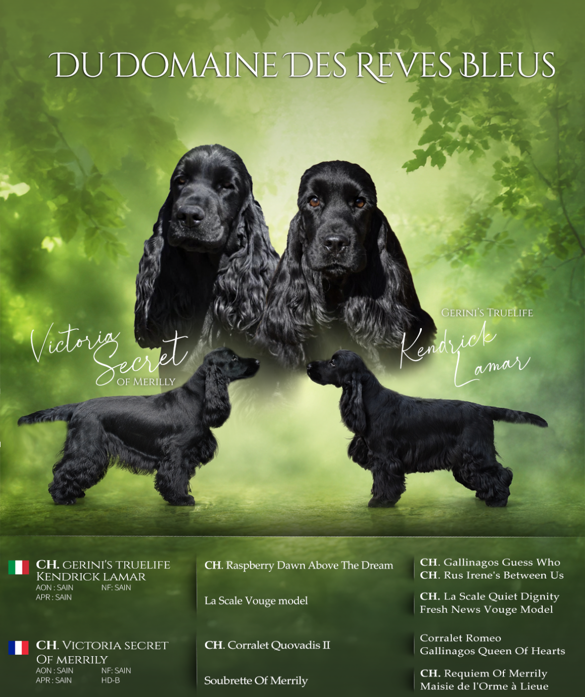 Du Domaine Des Rêves Bleus - Cocker Spaniel Anglais - Portée née le 15/07/2026