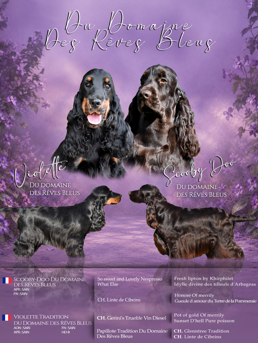 Du Domaine Des Rêves Bleus - Cocker Spaniel Anglais - Portée née le 19/09/2026