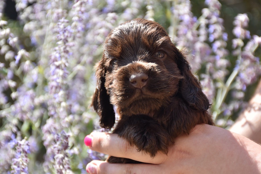 Du Domaine Des Rêves Bleus - Chiots disponibles - Cocker Spaniel Anglais