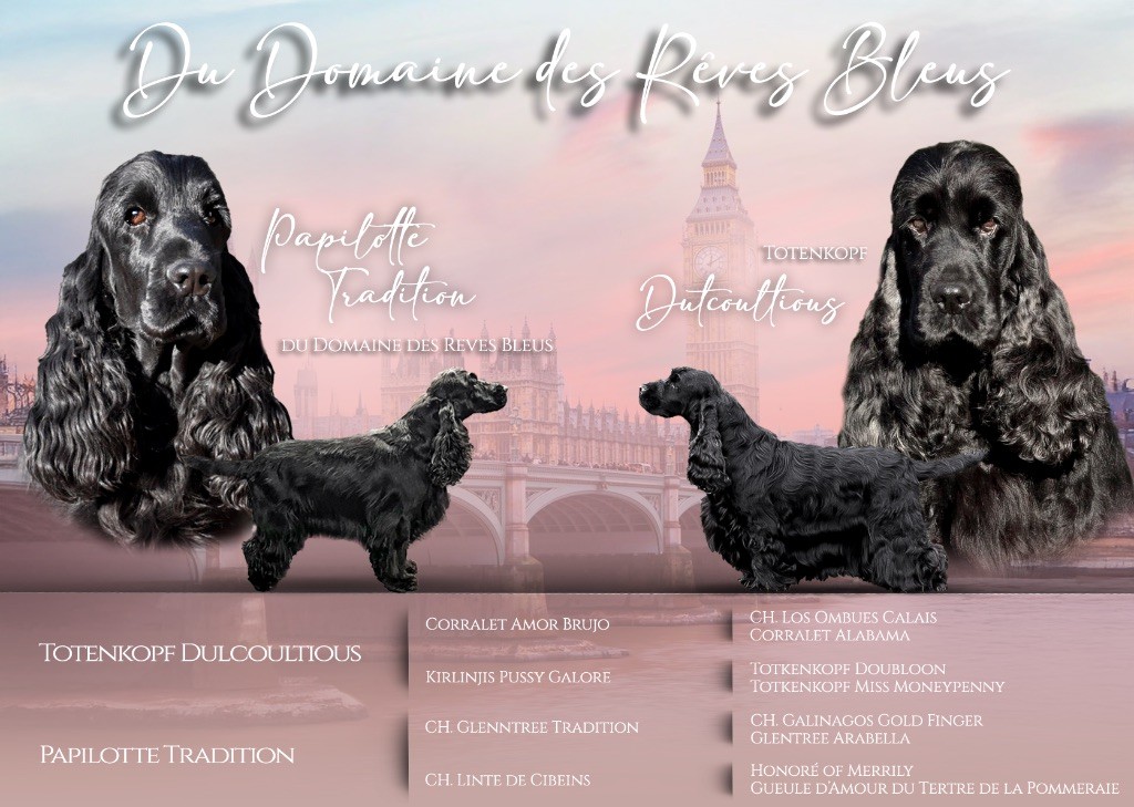 Chiot Cocker Spaniel Anglais Du Domaine Des Rêves Bleus