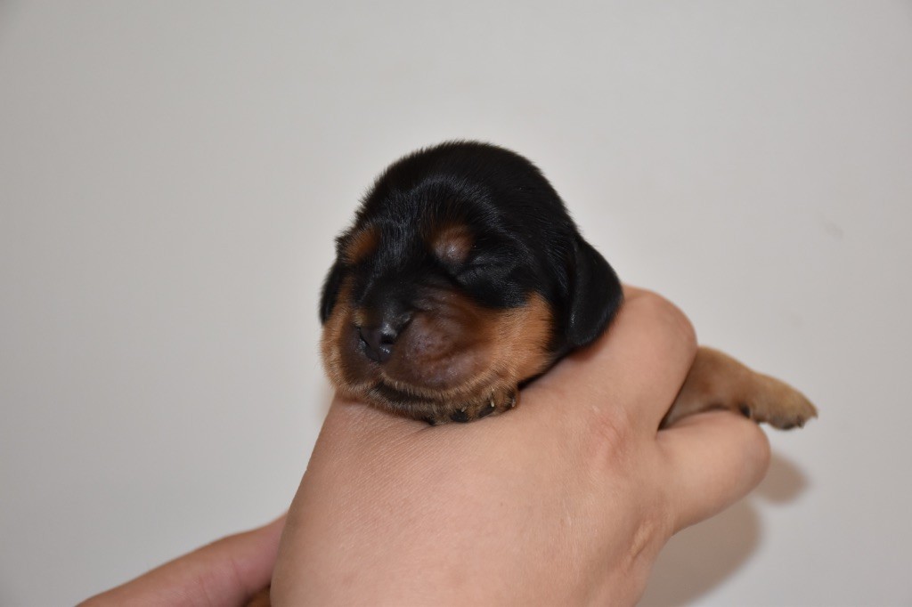 Du Domaine Des Rêves Bleus - Chiots disponibles - Cocker Spaniel Anglais