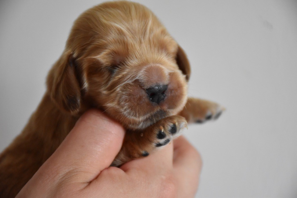 Du Domaine Des Rêves Bleus - Chiots disponibles - Cocker Spaniel Anglais