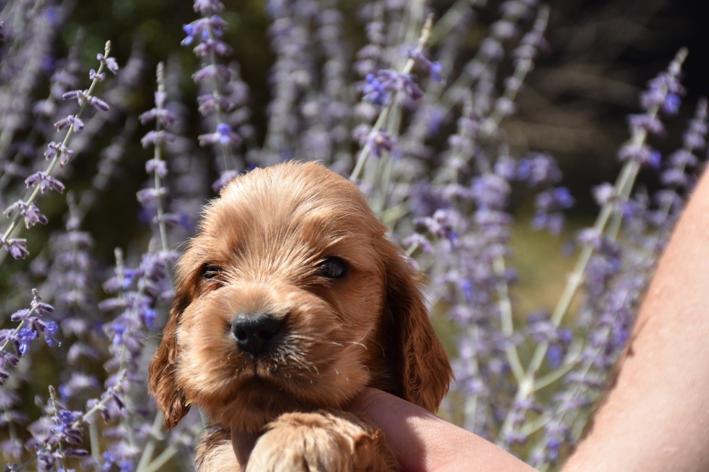 Du Domaine Des Rêves Bleus - Chiots disponibles - Cocker Spaniel Anglais