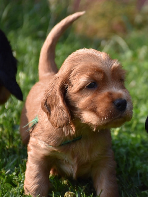 Alfie 