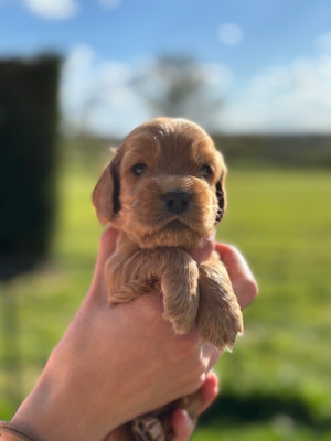 Bowie