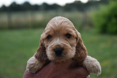Biscuit