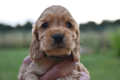 Bentley