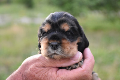 Basil