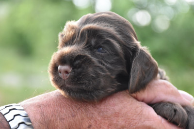 Balou