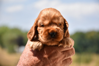 Billy