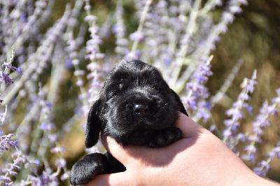 Adorable sherlock