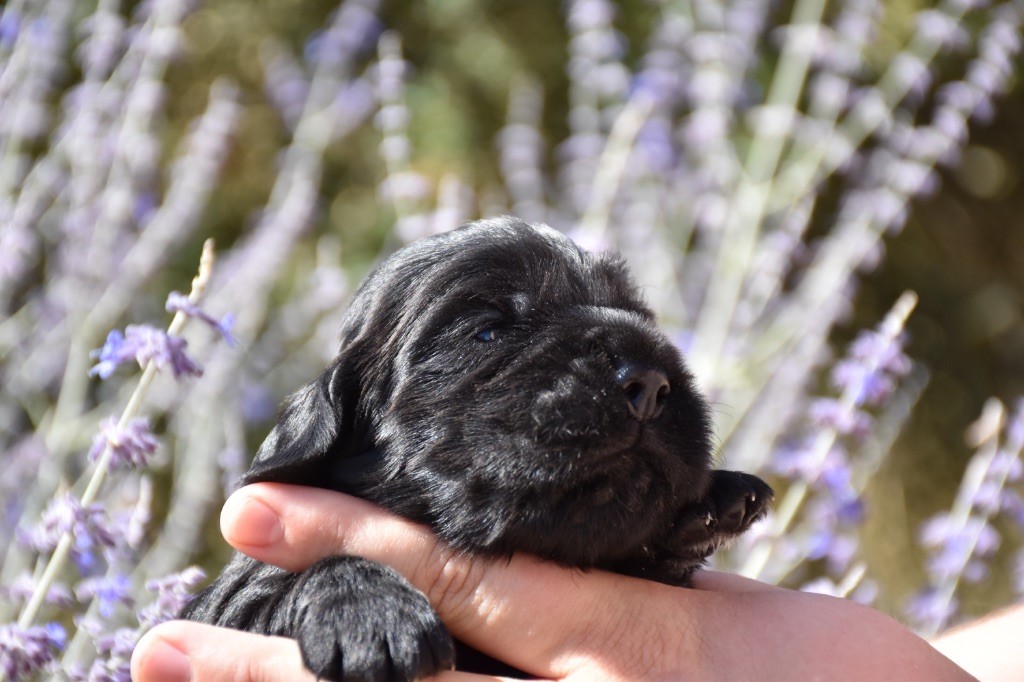 Du Domaine Des Rêves Bleus - Chiots disponibles - Cocker Spaniel Anglais