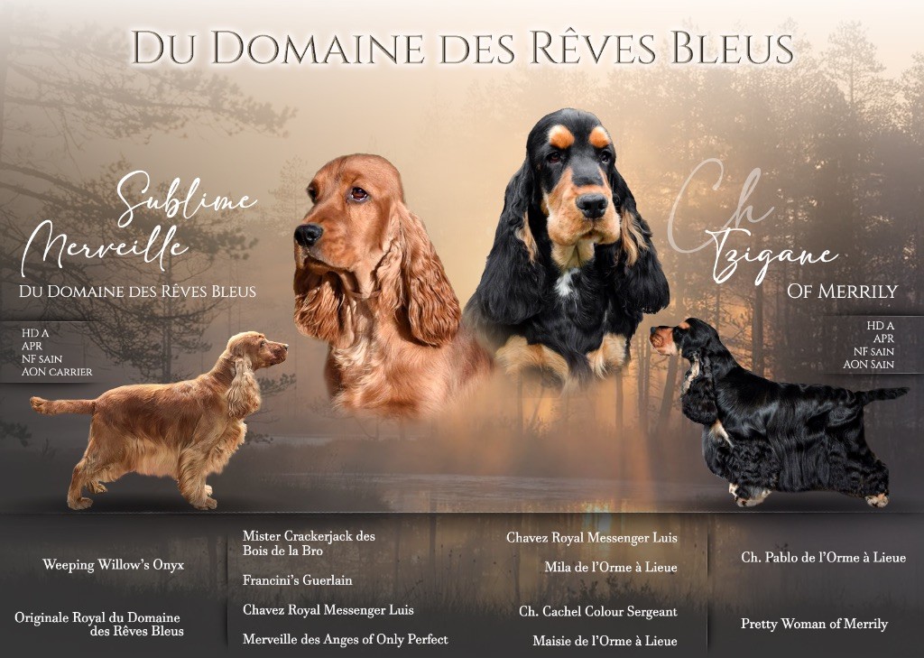 Chiot Cocker Spaniel Anglais Du Domaine Des Rêves Bleus