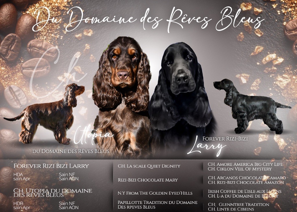 Chiot Cocker Spaniel Anglais Du Domaine Des Rêves Bleus