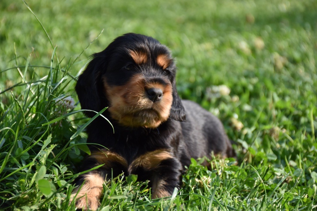 Du Domaine Des Rêves Bleus - Chiots disponibles - Cocker Spaniel Anglais