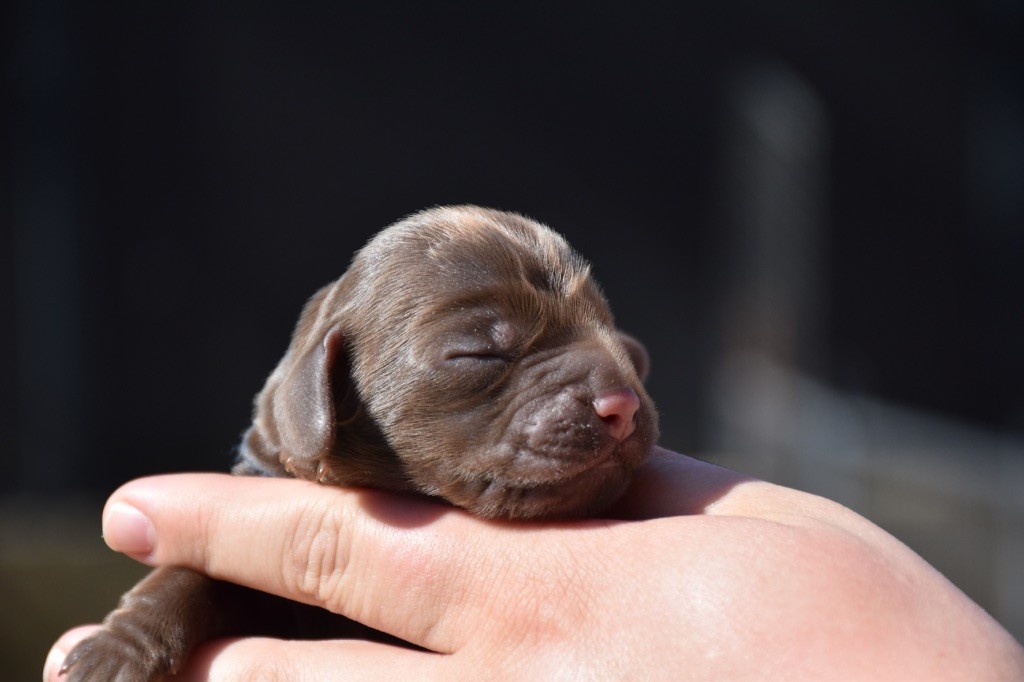 Du Domaine Des Rêves Bleus - Chiots disponibles - Cocker Spaniel Anglais