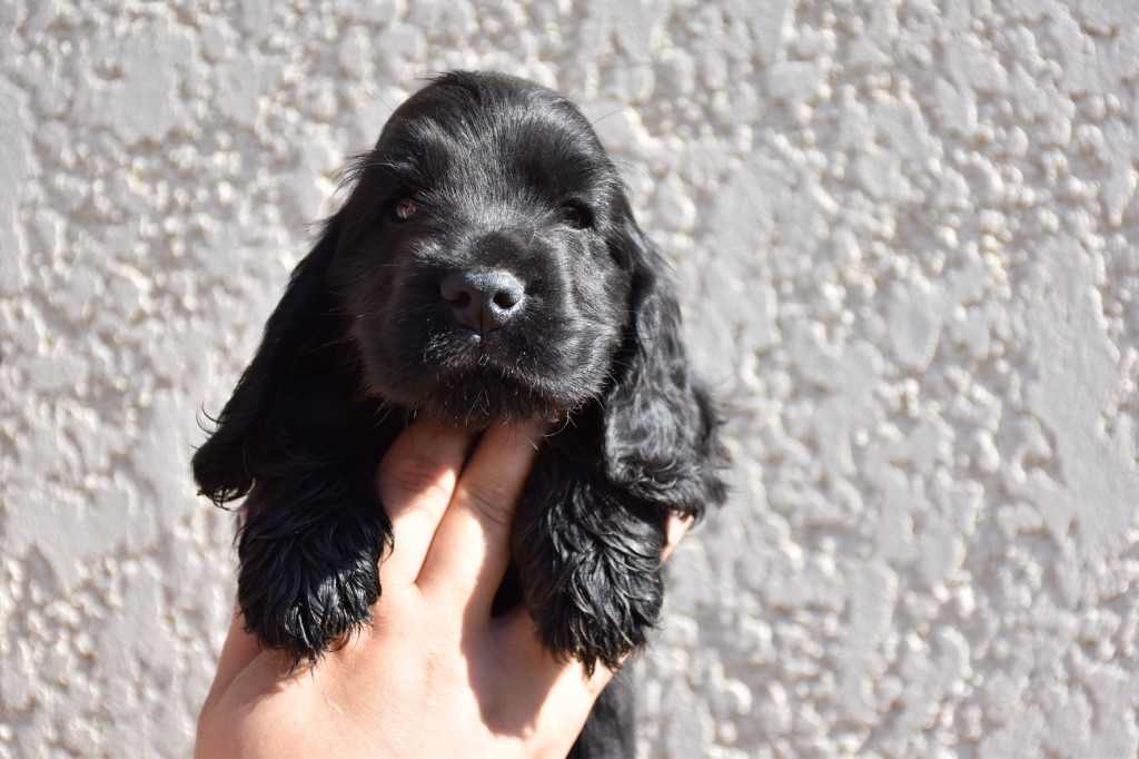 Du Domaine Des Rêves Bleus - Chiots disponibles - Cocker Spaniel Anglais