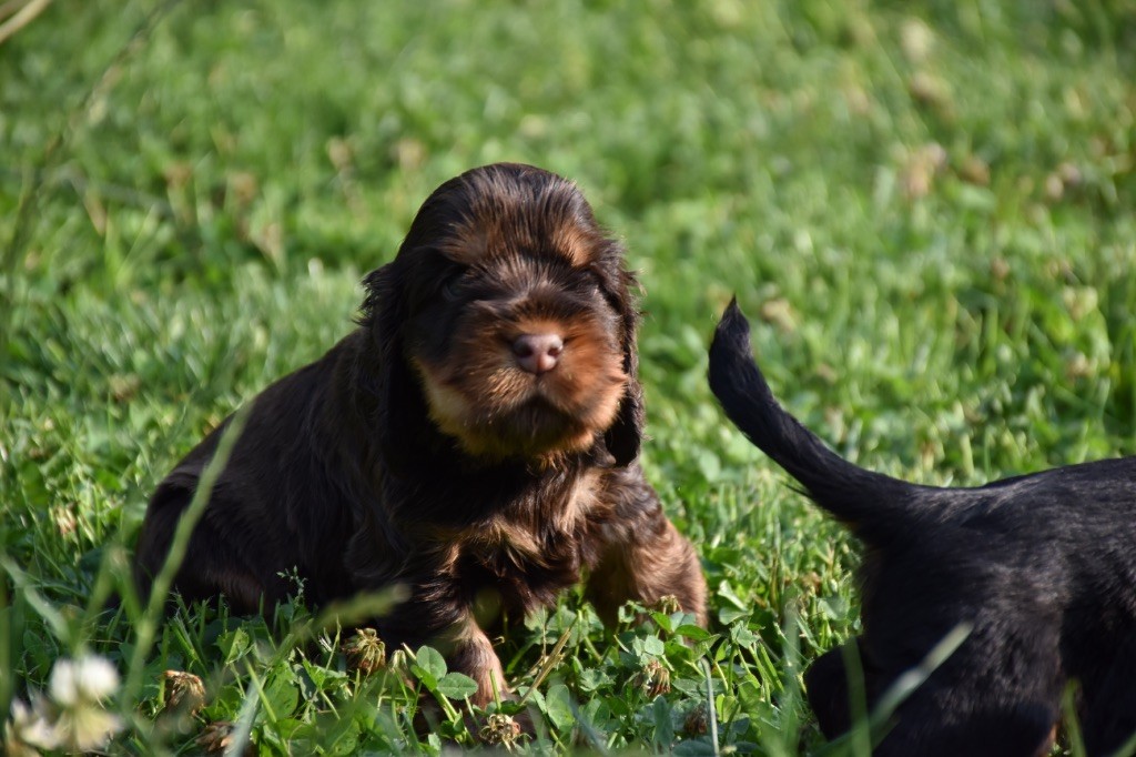 Du Domaine Des Rêves Bleus - Chiots disponibles - Cocker Spaniel Anglais